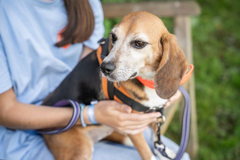 FRANCE-REFUGE-SPA-ANIMAL-SHELTER-TEENAGE-VOLUNTEERS-BEAGLES Réhabilitation des Animaux de Laboratoire : Un Souffle de Vie Après la Recherche