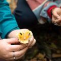 Les dangers des champignons non comestibles