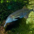 La perception unique du monde par le poisson-éléphant