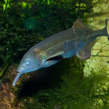 423df2c1-335b-4ecb-9c05-1a65e0e777f4 La perception unique du monde par le poisson-éléphant