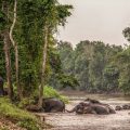Protection des éléphants de Bornéo: un programme ambitieux