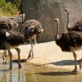 Les pratiques cruelles derrière l&rsquo;industrie des plumes d&rsquo;autruche en Afrique du Sud