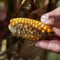 Conséquences de la Sécheresse sur l&rsquo;Agriculture Française