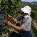 Vendanges Exceptionnelles en 2026 en Italie