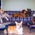 L&rsquo;adoption et l&rsquo;accueil temporaire d&rsquo;animaux de compagnie en France