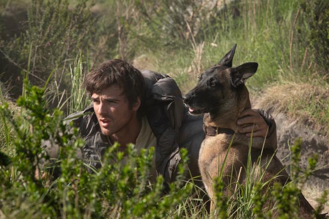 75e11443-4317-4d1f-a32f-4525b99c1708 La présence canine dans le cinéma américain : de la solitude à la nouvelle masculinité