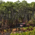 Le ravage des incendies sur les recherches forestières en Gironde