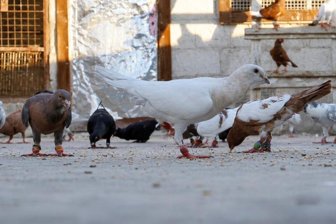 8ae633c9-ba98-43f1-b50b-554f89480324 Rafiq et sa passion pour les pigeons en Syrie