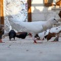 Rafiq et sa passion pour les pigeons en Syrie