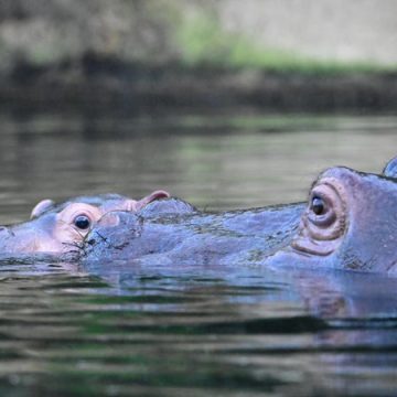 8bf653a8-28bd-46b2-805d-9271a32848ea Naissance d’un bébé hippopotame au parc Natura Viva