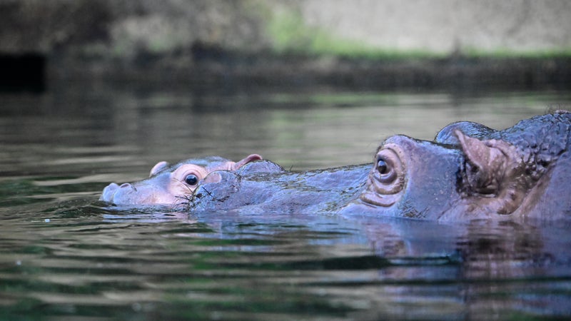 8bf653a8-28bd-46b2-805d-9271a32848ea Naissance d’un bébé hippopotame au parc Natura Viva