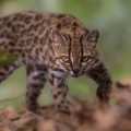 Découverte de l&rsquo;espèce Leopardus Tilcayo en Bolivie