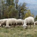 Une attaque de loups entraîne la mort de 64 brebis dans le Vercors