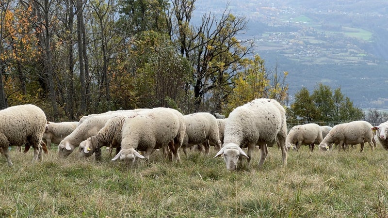 95a8e50f-f502-42d9-a808-c6526ef70c47 Une attaque de loups entraîne la mort de 64 brebis dans le Vercors