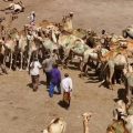 Somaliland : Un État Non Reconnu Plein de Paradoxes