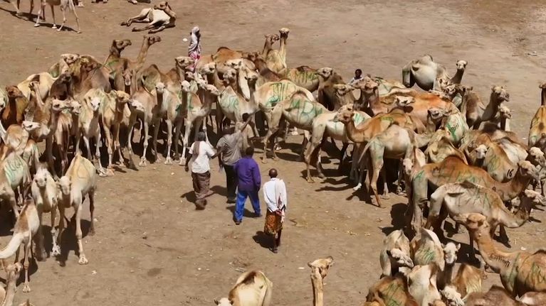96c17762-ae11-4090-a46b-cd096ef489ca Somaliland : Un État Non Reconnu Plein de Paradoxes