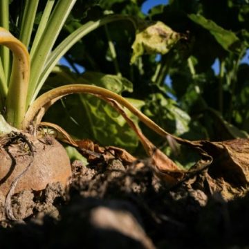 Des agriculteurs betteraviers de l&rsquo;Aube réclament des aides d&rsquo;urgence face à une récolte difficile