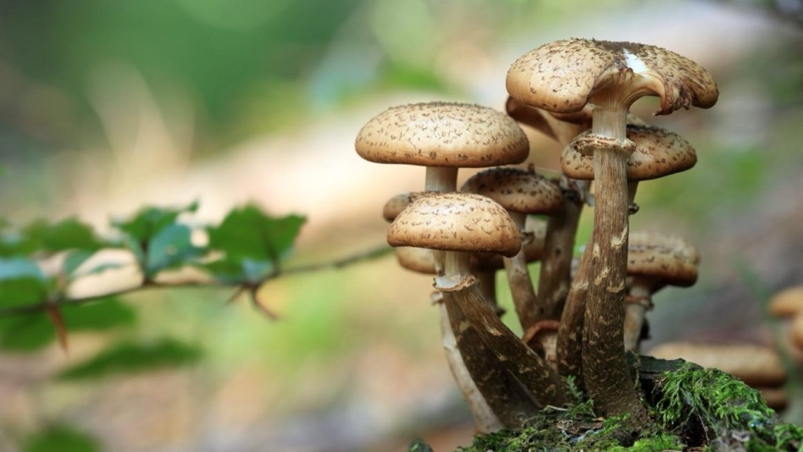 9d022387-aa81-4fc5-968c-b39be5acecc7 La prudence est essentielle lors de la cueillette de champignons