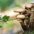 La prudence est essentielle lors de la cueillette de champignons