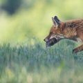 Le rôle du renard dans la gestion des rongeurs