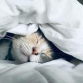 Les races de chats adaptées à la vie en appartement