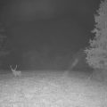 Le retour du Brame du cerf en version améliorée