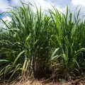 Sécheresse et défis pour les planteurs de canne à sucre en Guadeloupe