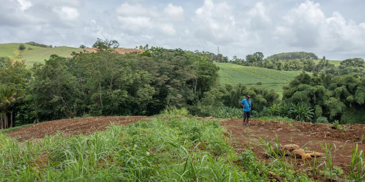 Un plan d&rsquo;urgence pour les agriculteurs des Antilles