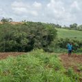 Un plan d&rsquo;urgence pour les agriculteurs des Antilles