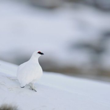 Le lagopède alpin et le grand tétras deviennent espèces protégées en France