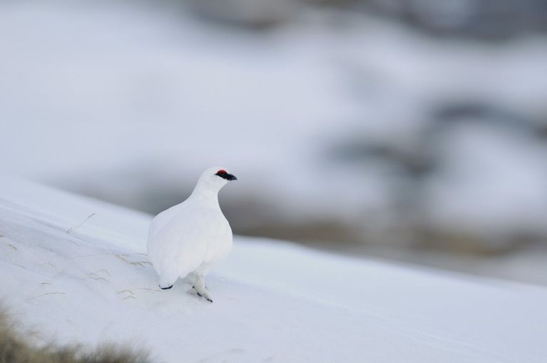 hz46685 Le lagopède alpin et le grand tétras deviennent espèces protégées en France