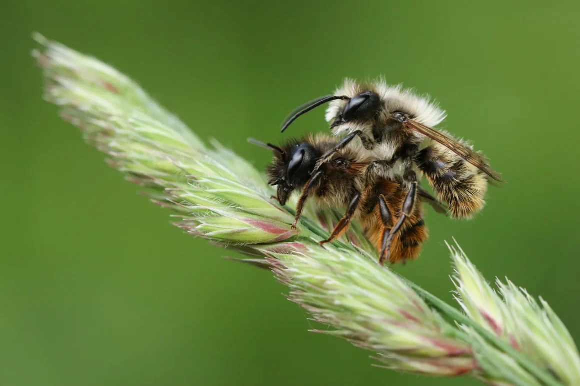 cd2daeb0-5269-4e44-8cfc-8137c628f095 Les abeilles solitaires : un tiers des espèces vulnérables mais essentielles
