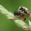 Les abeilles solitaires : un tiers des espèces vulnérables mais essentielles