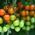 L&rsquo;influence du dérèglement climatique sur la tomate en 2026