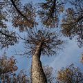 Le rôle des forêts dans la lutte contre le changement climatique