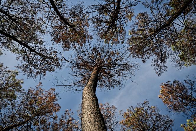 e44d8530-da14-4735-bf63-8bbc351e31ac Le rôle des forêts dans la lutte contre le changement climatique