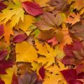 Pourquoi les feuilles changent de couleur à l&rsquo;automne
