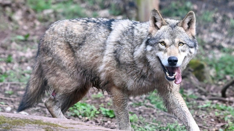 15a6b0eb-5ae0-4bf4-9845-9f3fe4bd3021 Nouvelle réglementation sur le quota d’abattage des loups en France