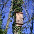 Lutte Innovante Contre les Moustiques à Suresnes