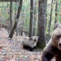 Suivi de l&rsquo;ours dans les Pyrénées : naissance de nouveaux oursons