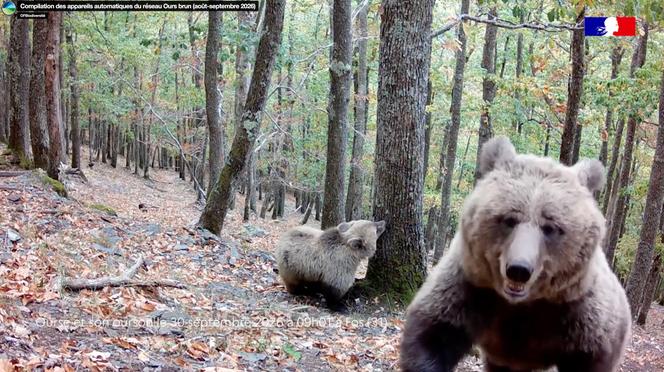 38661151-7159-426c-8687-e64233d20a40 Suivi de l’ours dans les Pyrénées : naissance de nouveaux oursons