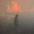 Les Feux de Forêt en Indonésie et Leur Impact