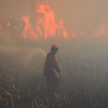 Wildfire breaks out in Indonesia Les Feux de Forêt en Indonésie et Leur Impact