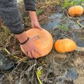 Des pertes importantes pour les producteurs de courges en raison des conditions climatiques difficiles