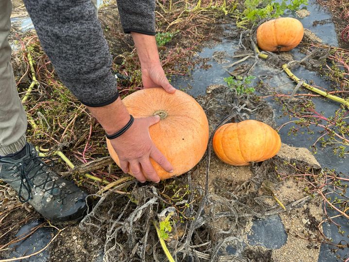 4f242909-fc63-4bac-9fb6-50f788932b2f Des pertes importantes pour les producteurs de courges en raison des conditions climatiques difficiles