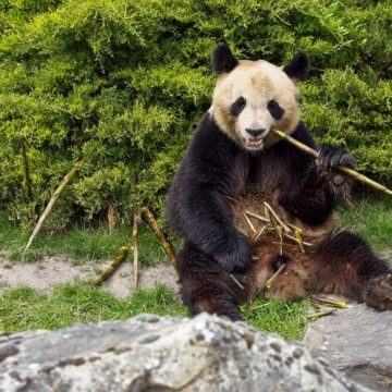 5134675c-121b-4872-ad21-53cd714fd0a1 Les pandas reviennent au ZooParc de Beauval en 2027
