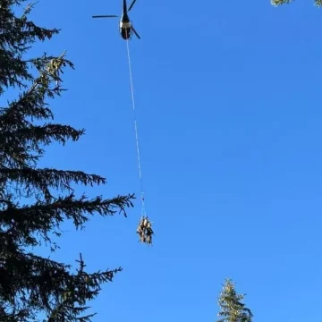 55761008-f2c3-412f-93ff-60290a4fc7f8 Attaque de loups dans le Vercors : les répercussions sur l’élevage