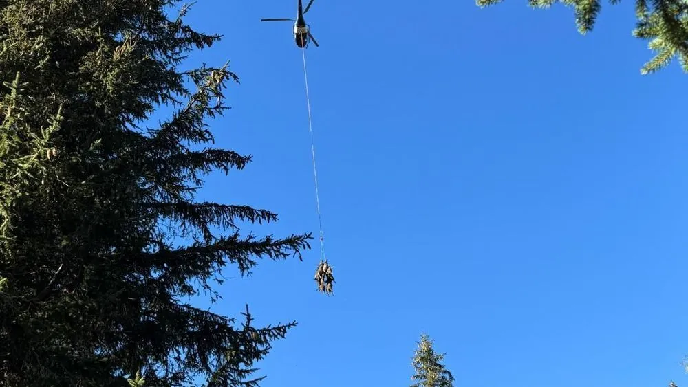 55761008-f2c3-412f-93ff-60290a4fc7f8 Attaque de loups dans le Vercors : les répercussions sur l’élevage