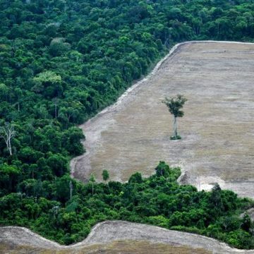 5ce7f1b8-6a9f-47f4-989d-9c9dcee8ce18 Ralentissement de la déforestation mondiale en 2025