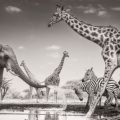 Wildlife Photographer of the Year 2026: Un Voyage à Travers la Beauté de la Nature